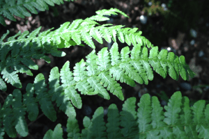 Bracken, near Keston