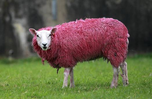 pink sheep